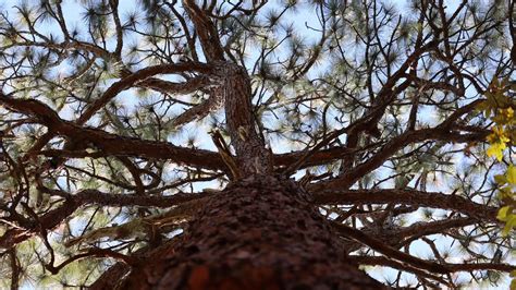 A US pine species thrives when burnt. Southerners are rekindling a ‘fire culture’ to boost its range